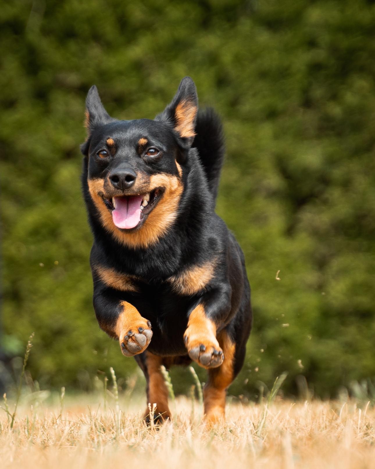  Λανκασάιρ Χίλερ/Φωτογραφία Shutterstock 