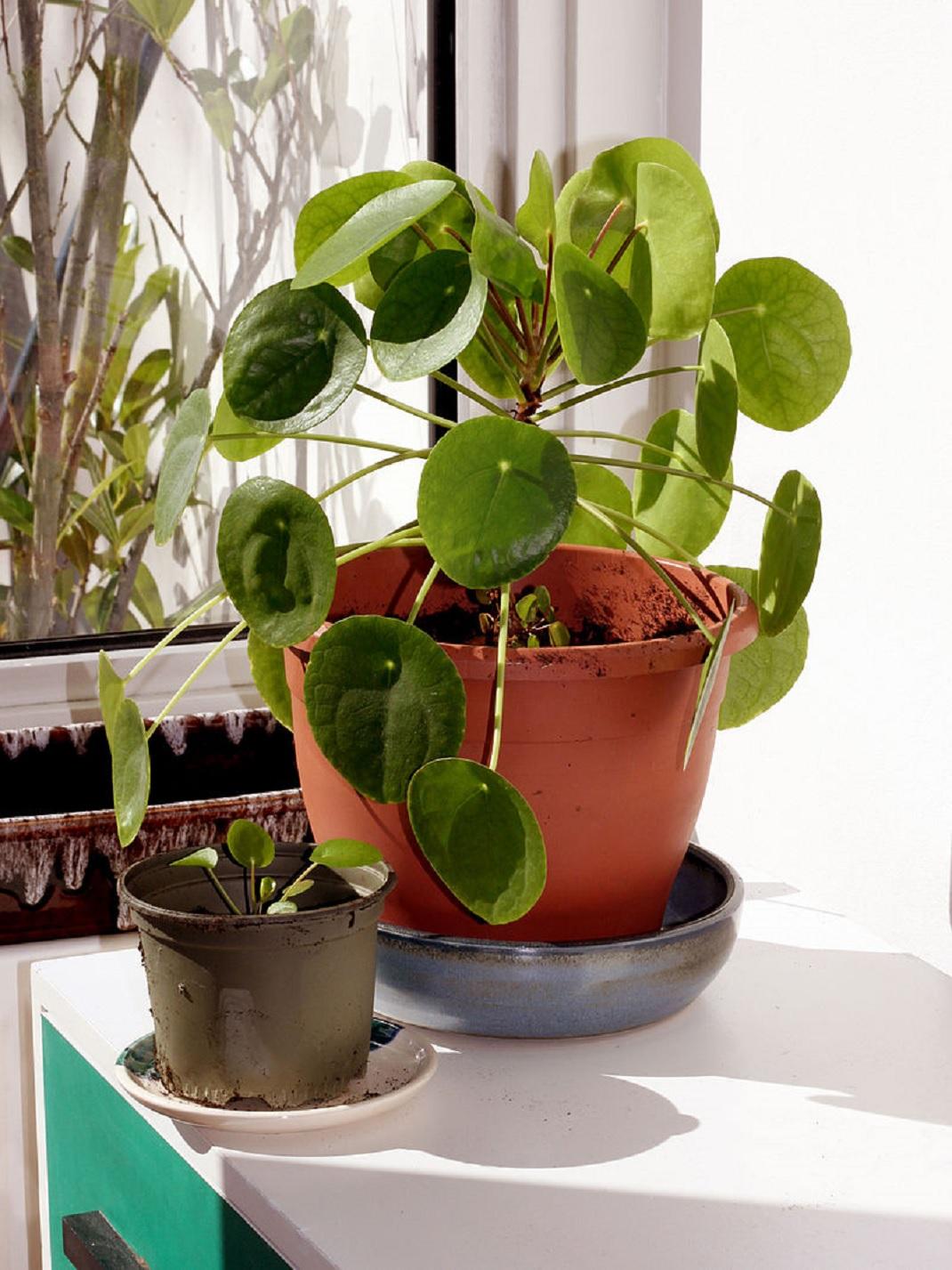 Pilea peperomioides/Φωτογραφία wikipedia