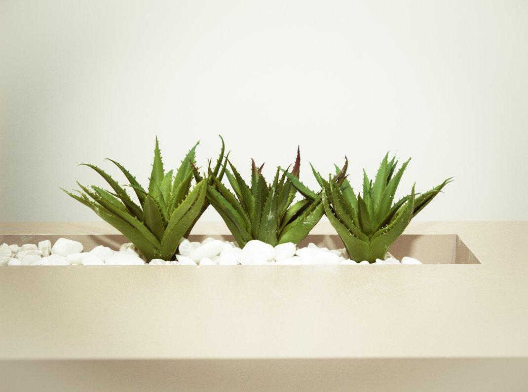  Aloe Vera/Φωτογραφία: Pexels 