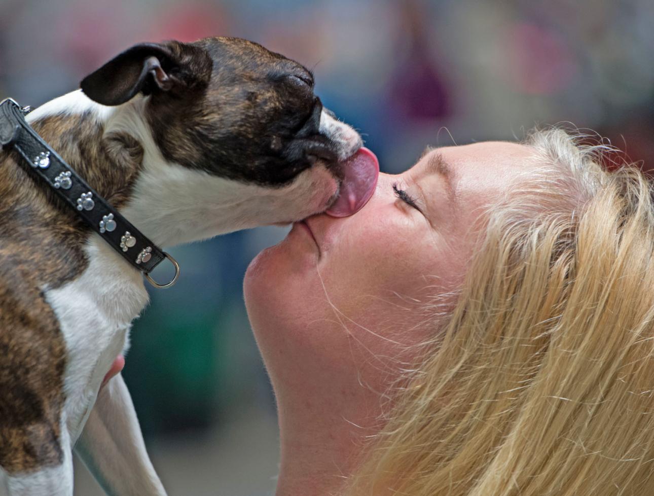 Boston Terrier