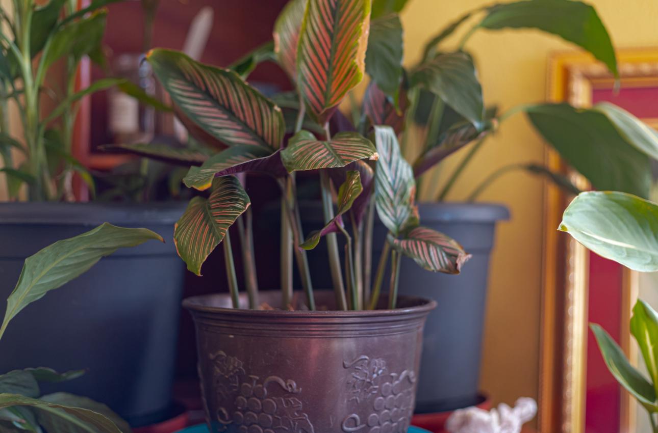 Calathea/Φωτογραφία: Shutterstock