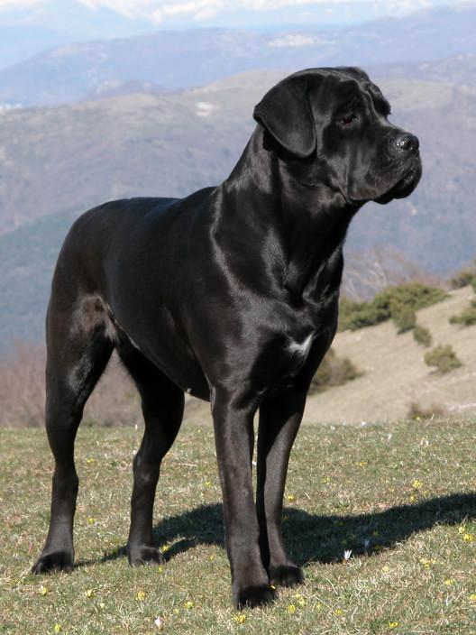 Cane Corso/Φωτογραφία: Wikipedia 