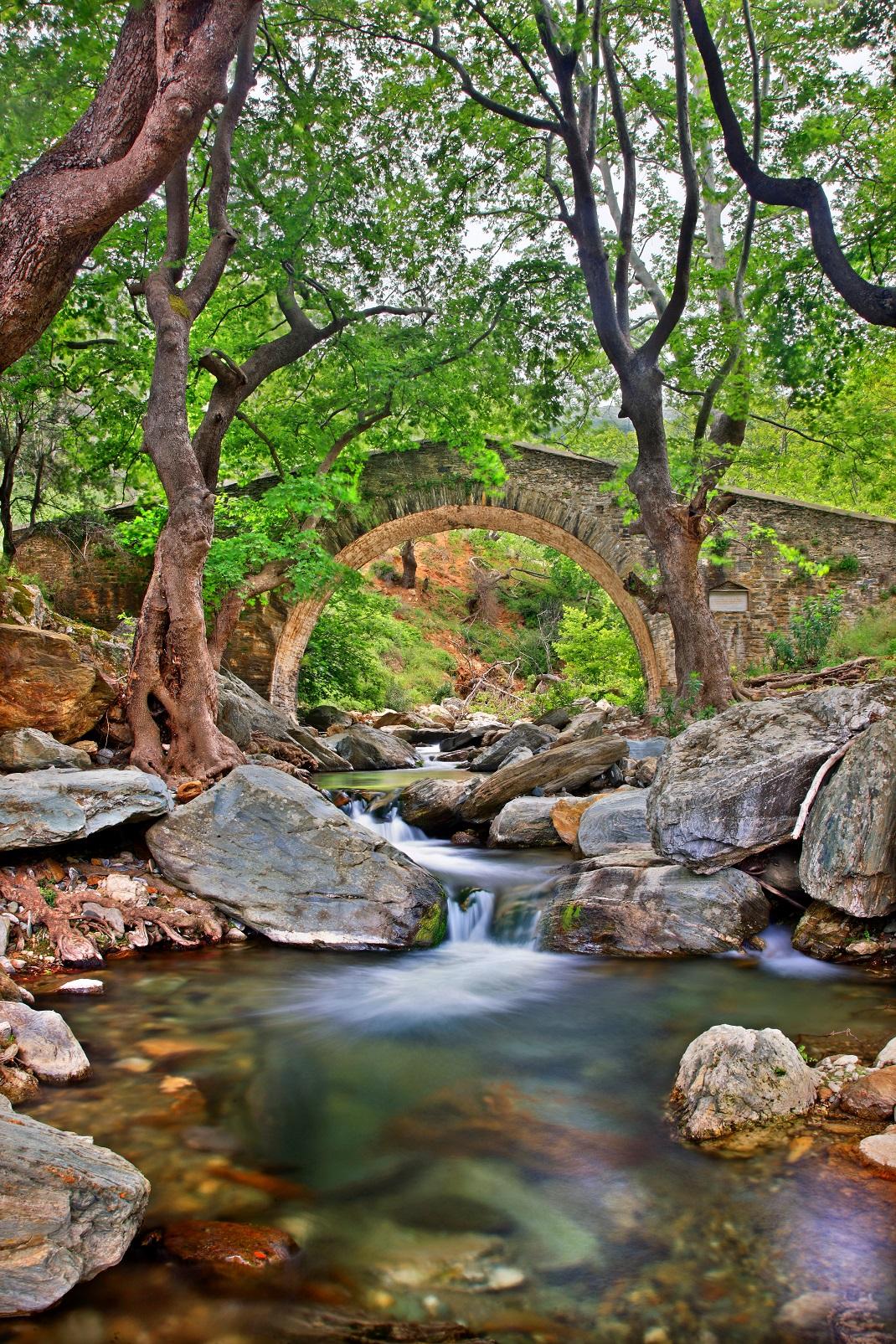  Πλατανιστός, Φωτογραφία: Shutterstock 