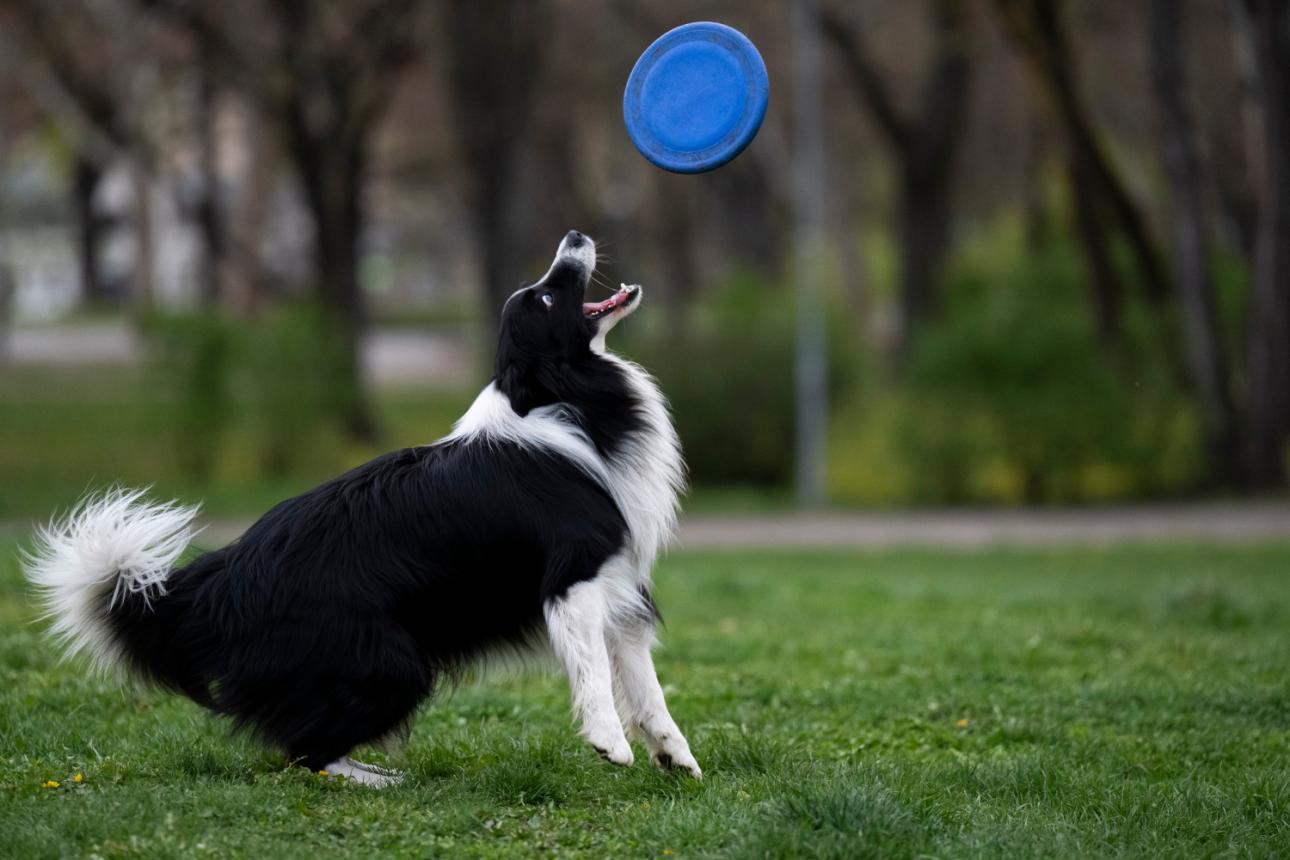 Ένα Border Collie/Φωτογραφία: AP