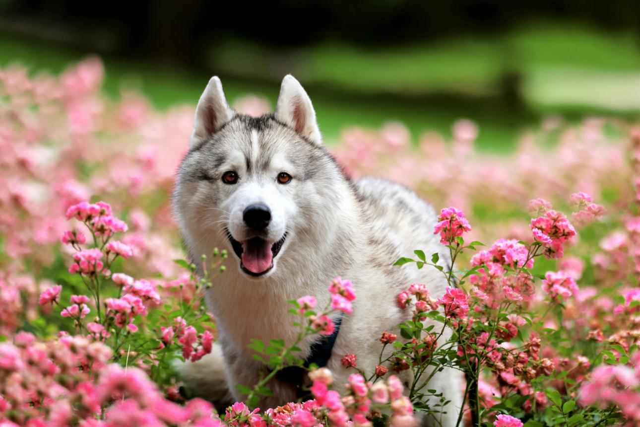 Husky/Φωτογραφία: Shutterstock