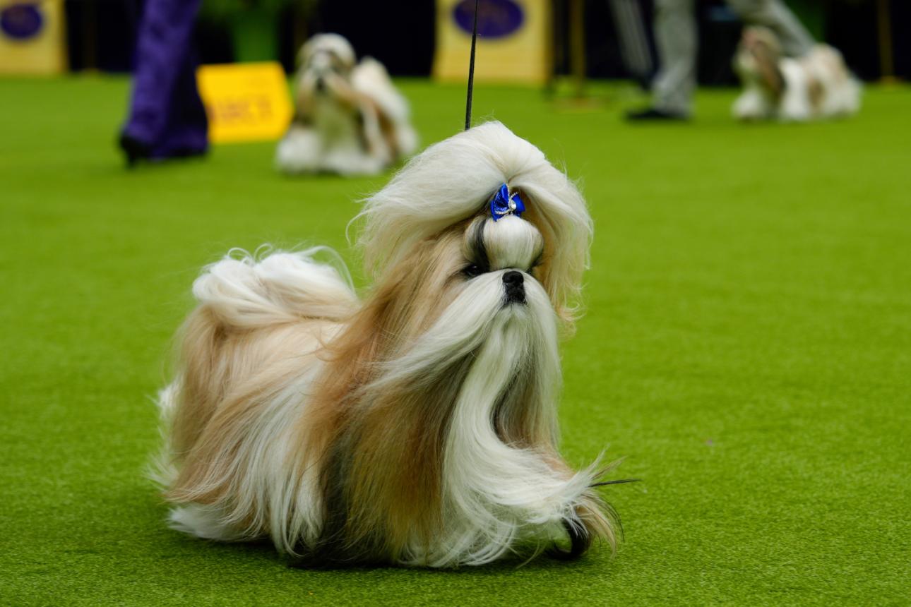 Shih Tzu/Φωτογραφία: AP